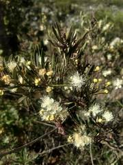 Myrceugenia lanceolata