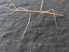 Parabacillus hesperus