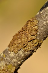 Melanohalea septentrionalis