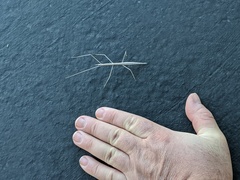 Parabacillus hesperus