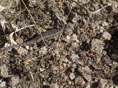 Uta stansburiana elegans