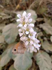 Francoa appendiculata