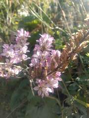 Francoa appendiculata