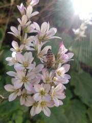 Francoa appendiculata