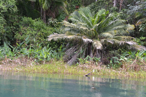 Phytelephas macrocarpa, photograph 6