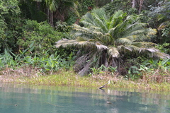Phytelephas macrocarpa, photograph Letizia Weichgrebe, CC BY, iNaturalist via GBIF