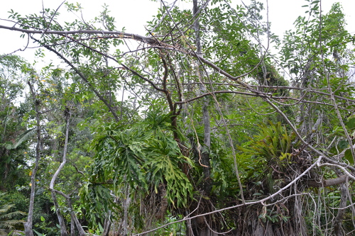 Philodendron radiatum