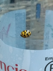 Harmonia axyridis