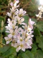 Francoa appendiculata