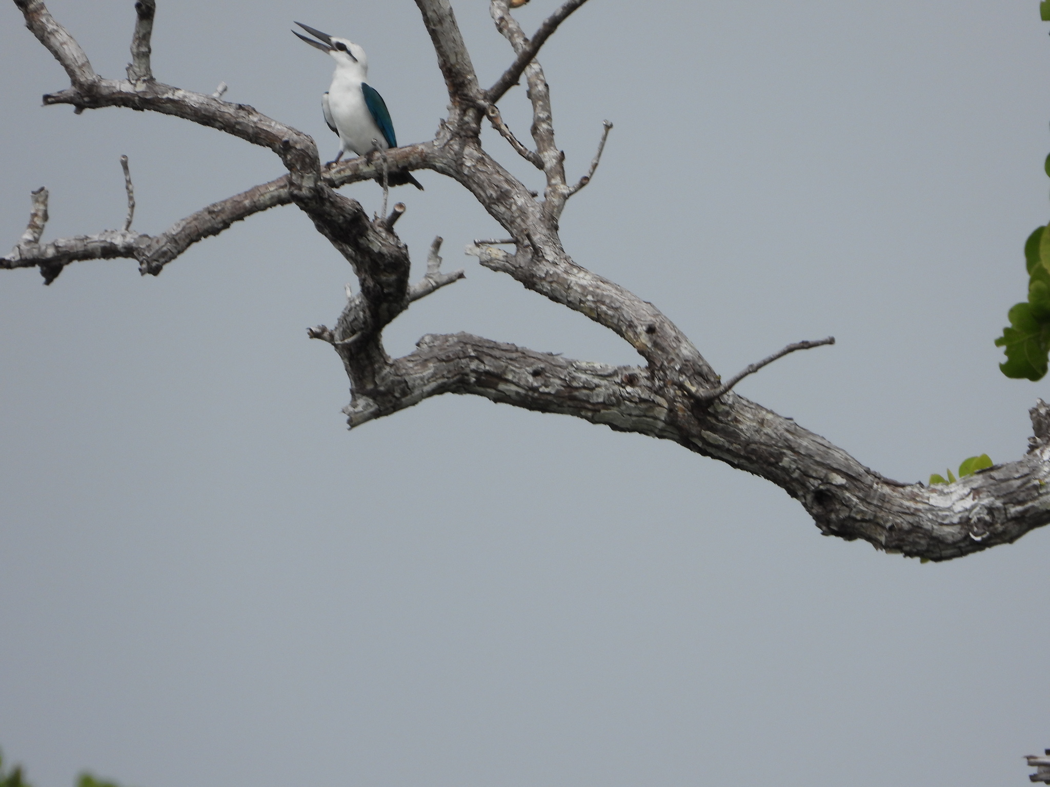 Beach Kingfisher (Todiramphus saurophagus), photo 1