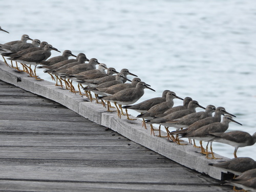 Grey-tailed Tattler