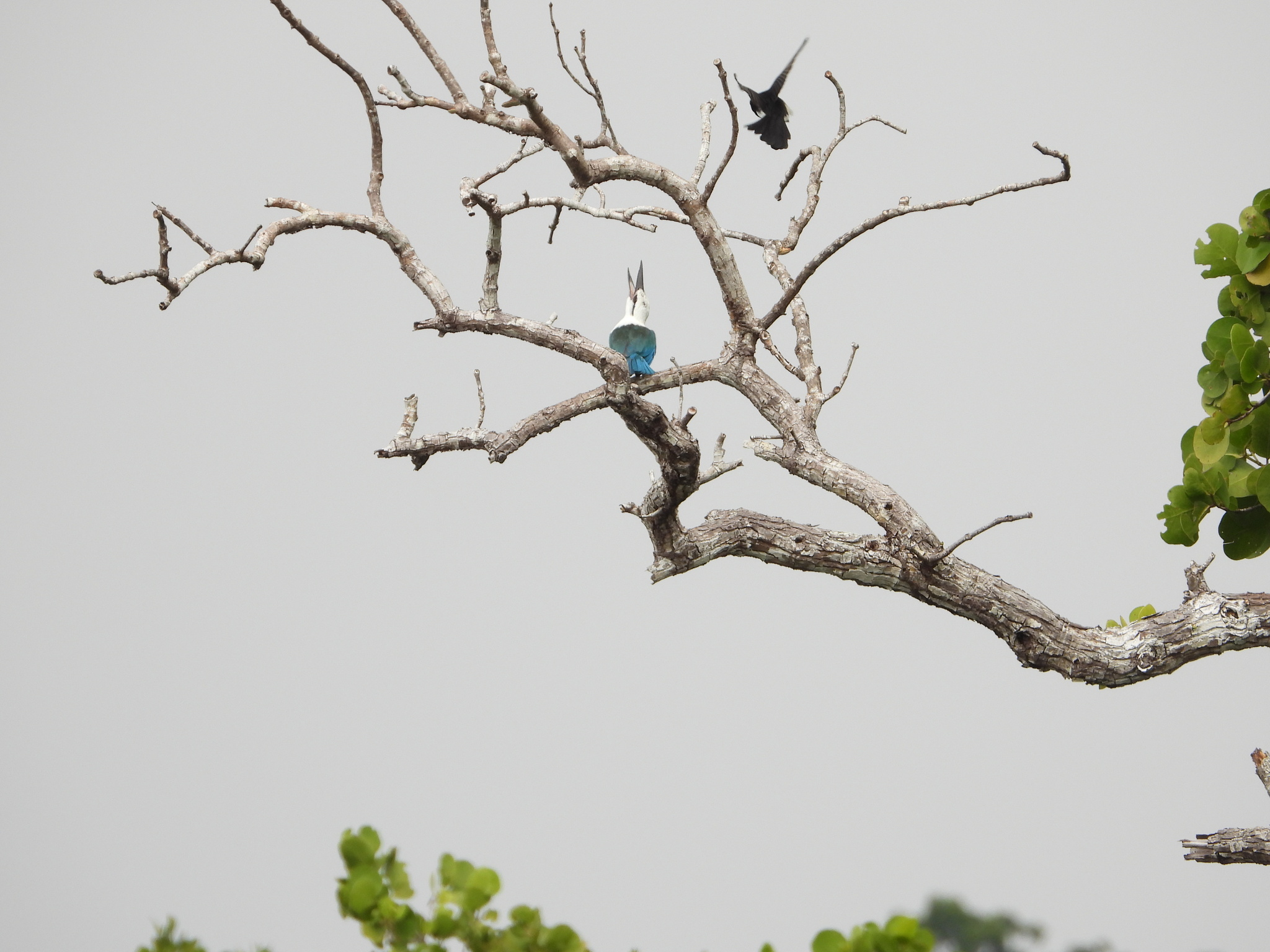 Beach Kingfisher (Todiramphus saurophagus), photo 5