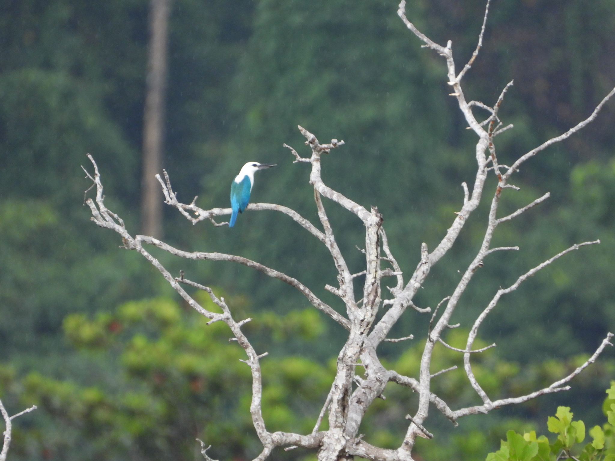 Beach Kingfisher (Todiramphus saurophagus), photo 2
