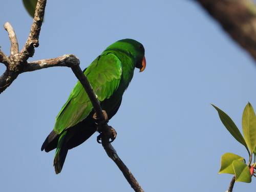 Eclectus roratus