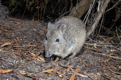 Potorous tridactylus