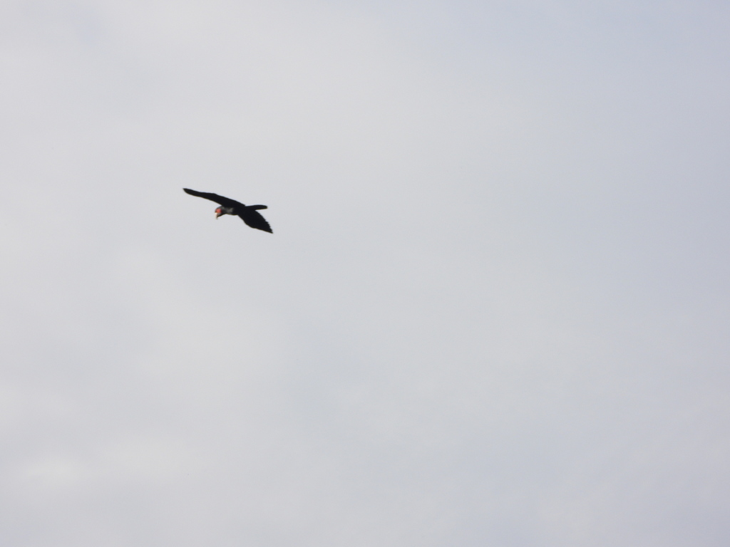 Palm Cockatoo (Probosciger aterrimus)