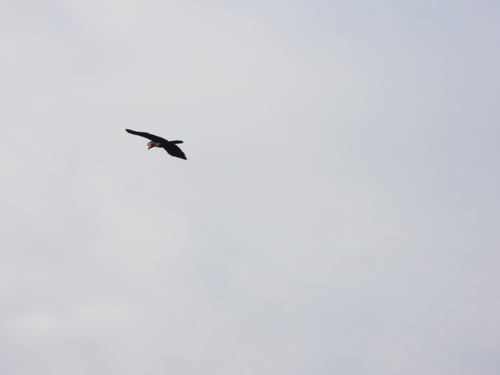 Palm Cockatoo (Probosciger aterrimus), photo 4