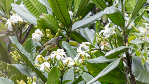 Moreau's Sunbird