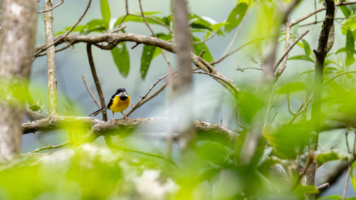 White-winged Apalis