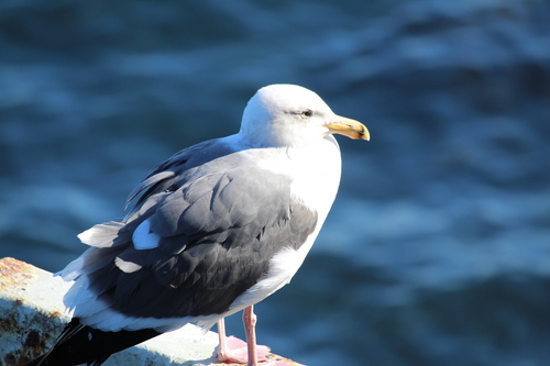 Westmöwe