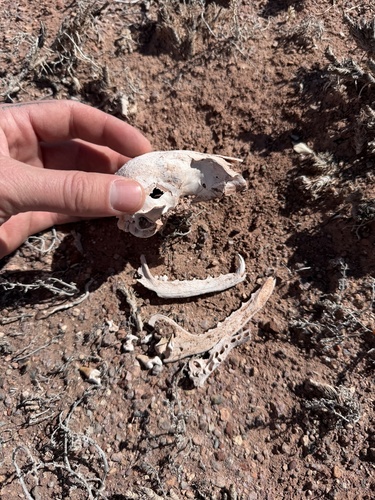 Kit Fox observed by amarsh
