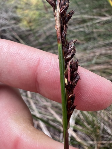 Pakihi Rush (Machaerina teretifolia)