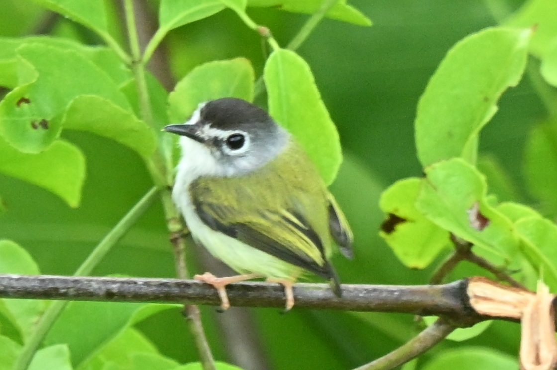 Black-capped Pygmy Tyrant (Myiornis atricapillus), photo 2