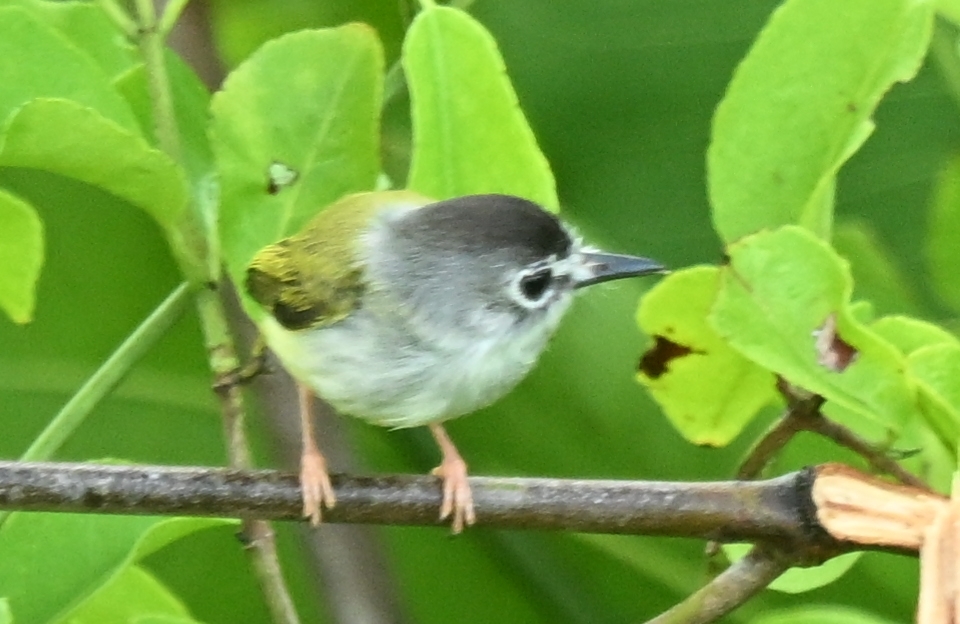 Black-capped Pygmy Tyrant (Myiornis atricapillus), photo 3