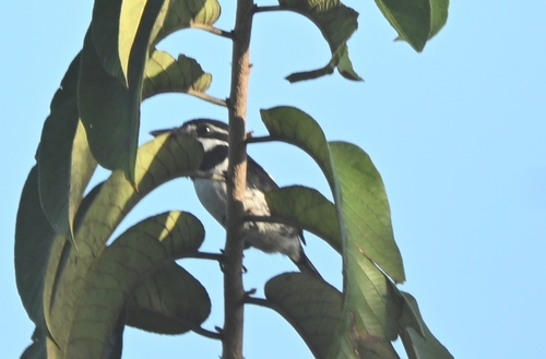 Pied Puffbird (Notharchus tectus)
