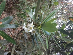 Drimys granadensis