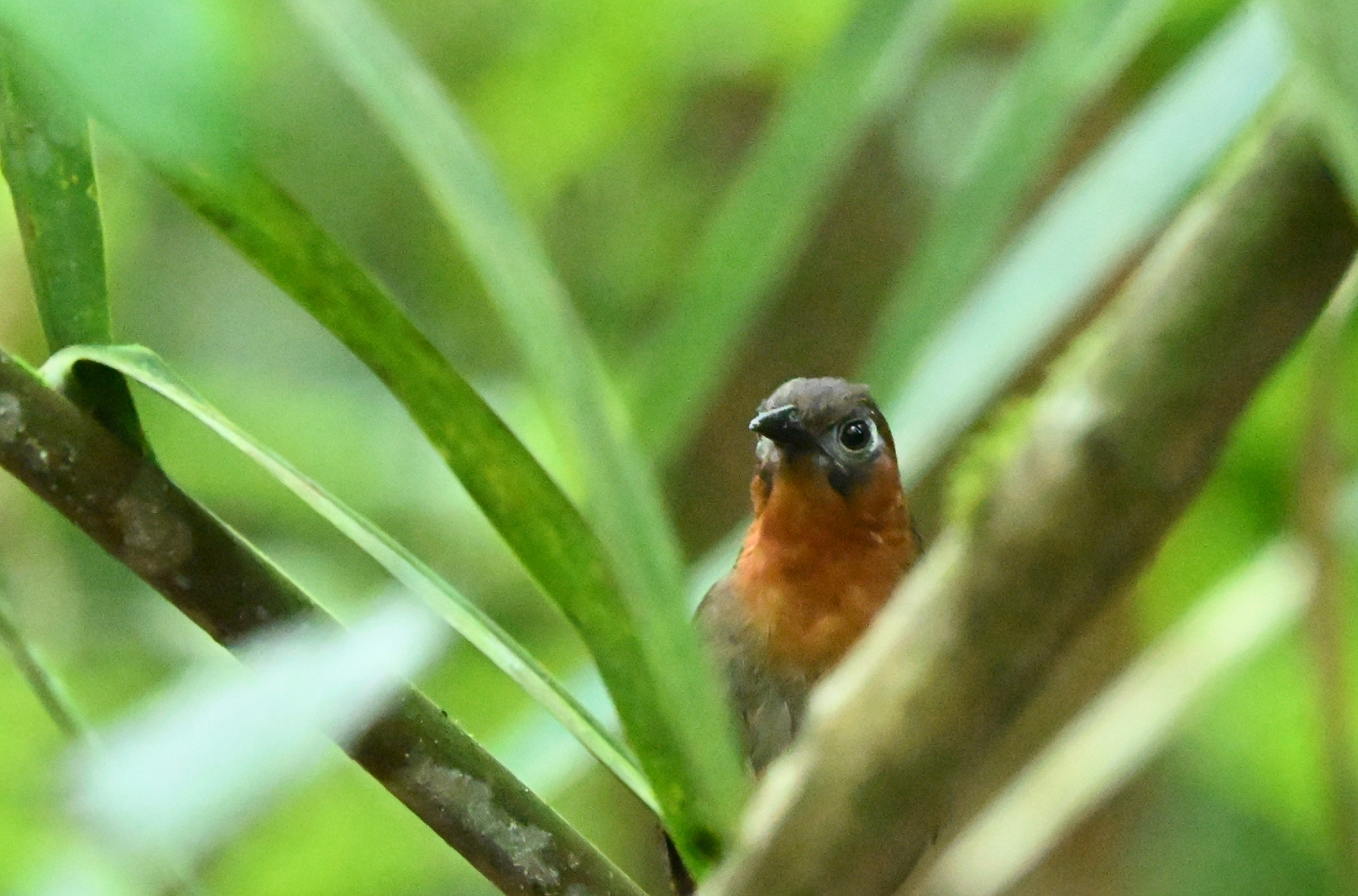 Song Wren (Cyphorhinus phaeocephalus), photo 4