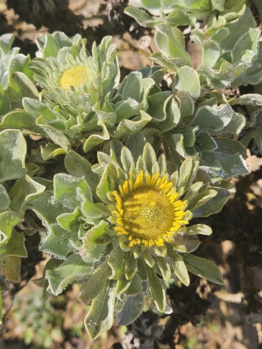Canary Island Daisy (Asteriscus sericeus)
