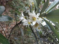 Drimys granadensis