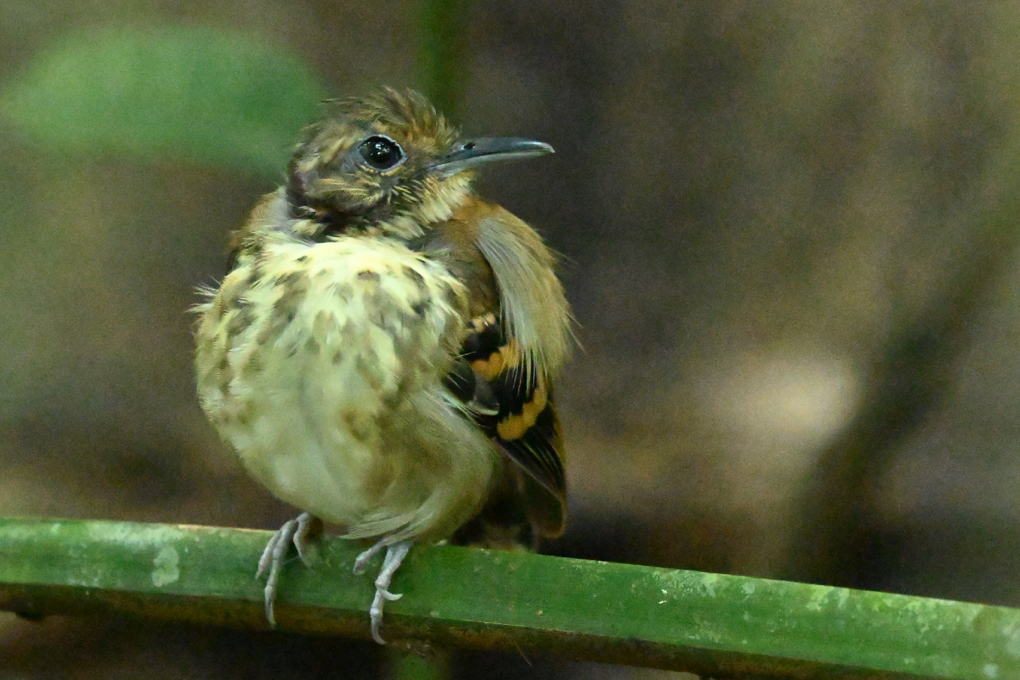 Spotted Antbird (Hylophylax naevioides), photo 8