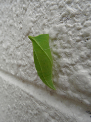 Graphium sarpedon nipponum