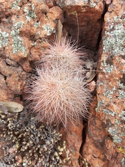 Echinocereus reichenbachii baileyi