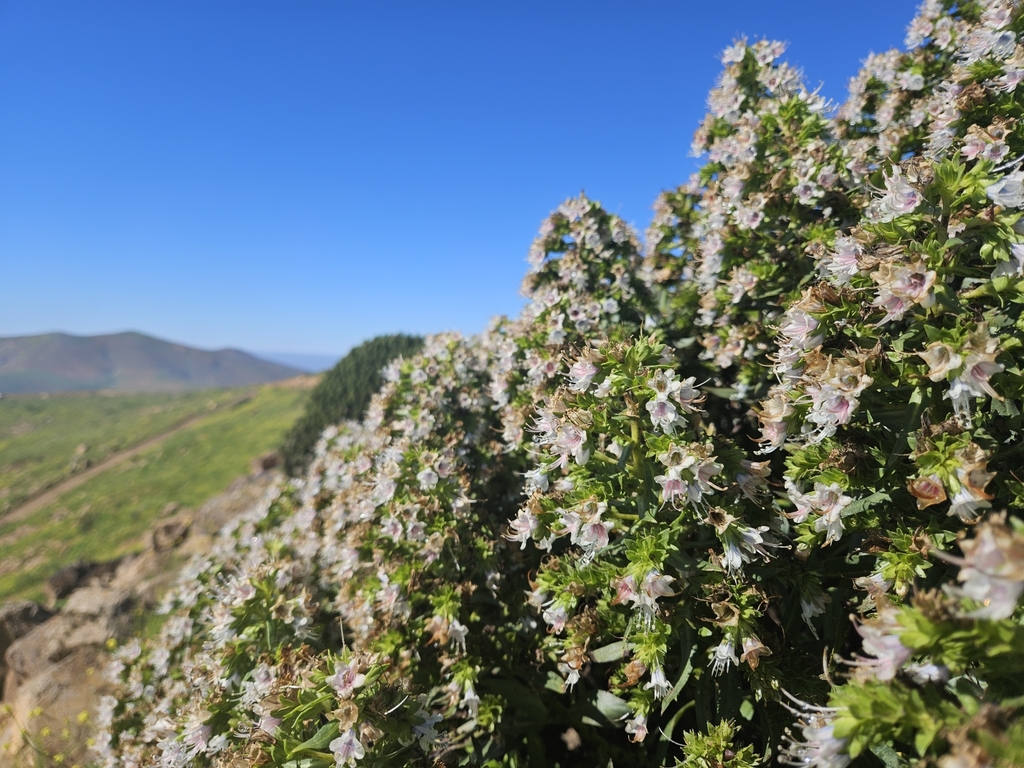 Echium decaisnei; photograph (c) Alessia Guggisberg, some rights reserved (CC BY-SA)