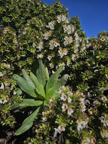 Echium decaisnei, photograph 2