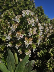 (c) Alessia Guggisberg, some rights reserved (CC BY-SA) Echium decaisnei, photograph (c) Alessia Guggisberg, some rights reserved (CC BY-SA)