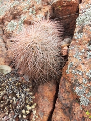 Echinocereus reichenbachii baileyi