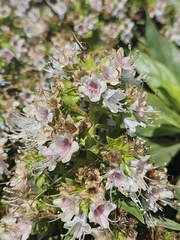 (c) Alessia Guggisberg, some rights reserved (CC BY-SA) Echium decaisnei, photograph (c) Alessia Guggisberg, some rights reserved (CC BY-SA)