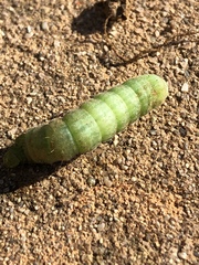 Phlogophora