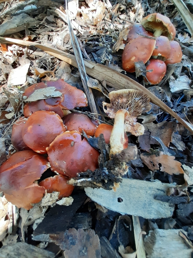 Leratiomyces ceres · February 2026 · photo: © eleanor_bissell (iNaturalist, cc-by)