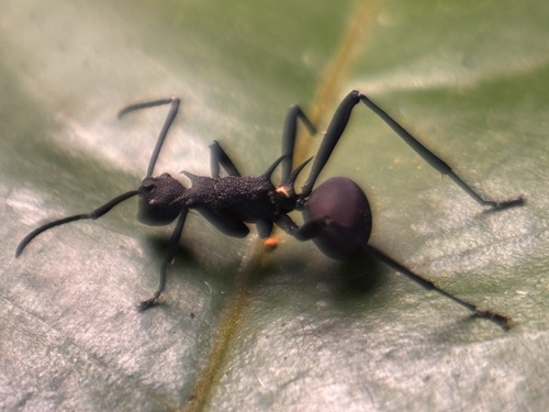 Polyrhachis armata