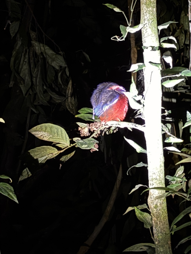 Garnet Pitta (Pitta granatina)