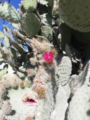 Opuntia pilifera