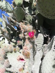 Opuntia pilifera