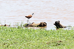 Actophilornis albinucha