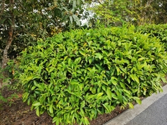 Ficus vasculosa