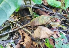 Polychrus gutturosus